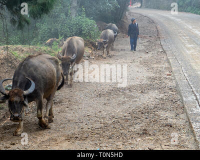 Wasserbüffel (Bubalus bubalis") und Landwirt in ländlichen Yuanyang, Yunnan, China Stockfoto