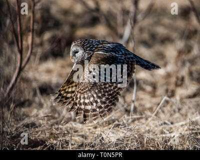 Habichtskauz (Strix uralensis) fliegen dicht über dem Boden nach dem Fangen der Beute mit einem defokussierten Hintergrund Stockfoto