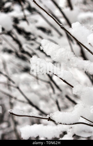 Zweige nach starker Schneefall Stockfoto