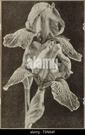 Dreer ist Herbst Katalog 1915 (1915) Dreer ist Herbst Katalog 1915 dreersautumncata 1915 henr Jahr: 1915 26 liniUmRrADRHR - IHIlADELPHIA - fiAmBULBSFOR^ LLPIjANTING - IRIS INTERREGNA. Eine neue interessante Art, ist das Ergebnis der Kreuzung der 7. deutschen - wenn (i witli 1. pumiiii wliich hybridd, und es verspricht Id eine große Zukunft. Sie blühen früher als die Deutschen Iris und die Blumen kombinieren Perfektion der Form mit groß und klar und entschieden, Farben. Das Laub ist Zwerg und behält seine Frische in der gesamten Saison. Die blütenstängel sind ungefähr 18 Zoll higli, halten die Blüten gut über dem Stockfoto