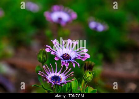 Osteospermum gehört zur Familie der Compositae (Asteraceae) oder Daisy-Familie. Die Pflanze stammt aus Südafrika und ist daher auch u bekannt Stockfoto