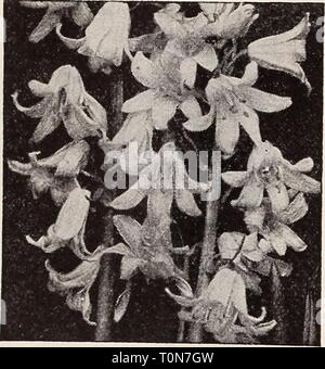 Qualität Samen pflanzen Lampen Dreer Dreer Qualität Samen pflanzen Lampen dreerqualityseed 1939 henr Jahr: 1939 Muscari armeniacum - Traubenhyazinthen Scilla campanulata Stockfoto