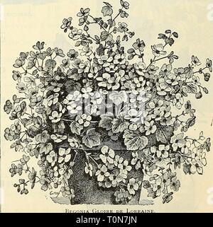 Dreer ist Herbst 1902 Katalog (1902) Dreer ist Herbst 1902 Katalog dreersautumn 19021902 henr Jahr: 1902 DIE LORRAINE BEGONIEN. Diese sind perfekt Edelsteine und der beste Winter - blühende Pflanzen wir jetzt besitzen. Sie wachsen von 12 bis 15 cm hoch, und natürlich Form anmutig, buschige Proben, die von Oktober bis April sind vollständig mit ihren Weich, zart farbigen Blumen erstickt. Gloire de Lorraine. Weiche Rosarot-rosa, der feinen Form. Hellrosa Lothringen. Von einem helleren Farbton von Pink. "Caledonia", oder Weiß Lothringen. Weiße Rose getönt. 3-Zoll-Töpfe 25 cts. Jedes; 2 $ 50 pro Doz. 4-Inc. Stockfoto