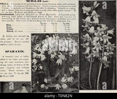 Dreer ist Herbst Katalog 1911 (1911) Dreer ist Herbst Katalog 1911 dreersautumncata 1911 henr Jahr: 1911 HEHKlfADRaK - PHIIADaPHIAJ ^-^ BIRNEN - FDR-^ bbPliANTING': 8 CIL, L, ALS (Squills Pumila. Dies ist eines der schönsten Frühling-blühenden Blumenzwiebeln, der Zwerg Gewohnheit, mit Sprays von exquisiten reichen blaue Blüten. In Massen gewachsen, in Verbindung mit Krokus, Chionodoxas und Schneeglöckchen, die Wirkung ist charmant. Wertvolle für Kanten, und ein Dutzend Lampen in einem 5-Zoll-Topf machen einen hübschen Effekt, wenn gewachsen im Innenbereich. 20 cts pro dtz.; f] .00 pro 100; $ 9,00 pro 1000. Campanulata {Spanisch Blau - Hölle oder Holz Hyazinthe). A b Stockfoto