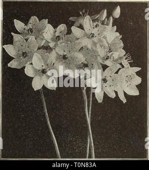 Dreer ist Herbst Katalog 1915 (1915) Dreer ist Herbst Katalog 1915 dreersautumncata 1915 henr Jahr: 1915 Bermuda Buttercup Oxalis. Stockfoto