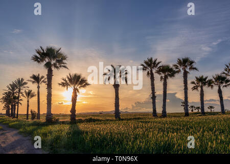 Silhouette Palmen bei Sonnenuntergang am Strand Mazotos, Zypern Stockfoto