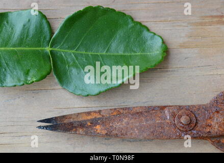 Alten rostigen Schere und Lemon Leaf auf Holzbrett Stockfoto