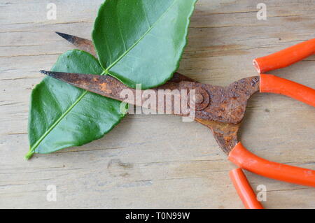 Alten rostigen Schere mit roter Griff schneiden Lemon Leaf auf Holzbrett Stockfoto