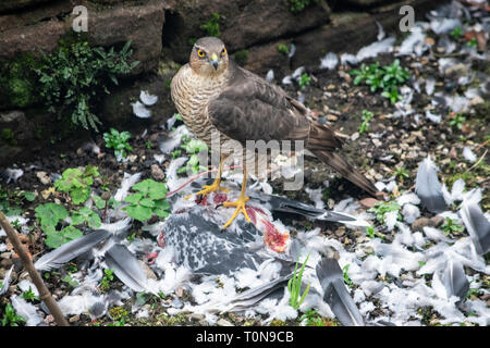 Sperber essen eine tote Taube Stockfoto