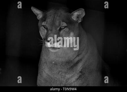 Portrait von auch ein Captive Cougar, Puma bekannt oder Panther in einem Zoo in Südafrika Stockfoto