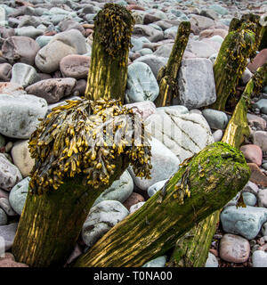 Holz- buhnen mit Algen mit großen Steinen Stockfoto