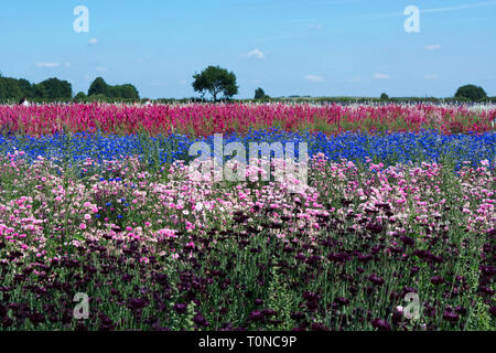 English Fields of Delphiniums Blumen auf den Confetti Fields in Wick Pershore Worcestershire England Großbritannien Stockfoto