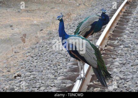 Indische Pfau mit Irisierenden Farben Stockfoto