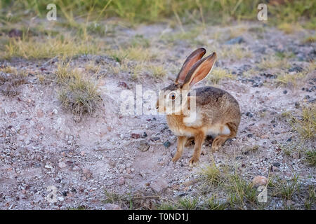 Afrikanische hase Lepus Capensis, auch als Kap oder Wüste Hase, im Amboseli Nationalpark in Kenia bekannt. Diese Pflanzenfresser ist überwiegend nachtaktiv. Stockfoto