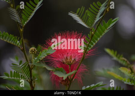 Faszinierende Bürste geformte rote Blume Stockfoto