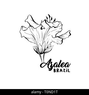 Azalee, ericaceae Blumen Hand gezeichnet Abbildung. Schönen blühenden Pflanze Kugelschreiber Skizze. Freehand übersicht Blumen blühen Gravur. Grußkarte monochrome isolierte Design Element Stock Vektor