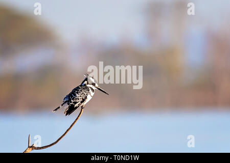 Männliche pied Kingfisher, Ceryle Rudis, auf einem Ast über den Lake Naivasha, Kenia. Männchen haben einen zusätzlichen schwarzen Streifen auf der Brust, die fehlt in Weiblich Stockfoto