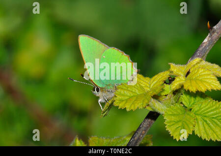 Green Hairstreak, 'Callophrys Rubi', Schmetterling, Mai und Juni, weit verbreitete Bewohner, Wiltshire, Großbritannien Stockfoto