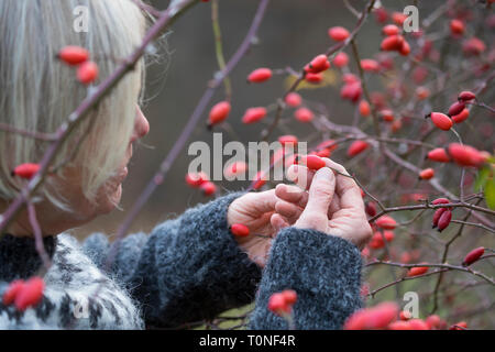 Hagebuttenernte, Hagebutten-Ernte, Hunds-Rose, Hundsrose, Heckenrose, Rose, Wildrose, Früchte, Hagebutte, Hagebutten, Rosa Canina, gemeinsame Briar, Hund R Stockfoto