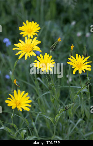 Wiesen-Bocksbart, Wiesenbocksbart, bocksbart Tragopogon pratensis, Wiese, Schwarzwurzeln, auffällige Ziegen - Bart, Wiese Ziege - Bart, Jack-gehen-zu-Bett-at-Mittag, L Stockfoto