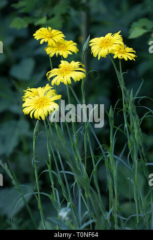 Wiesen-Bocksbart, Wiesenbocksbart, bocksbart Tragopogon pratensis, Wiese, Schwarzwurzeln, auffällige Ziegen - Bart, Wiese Ziege - Bart, Jack-gehen-zu-Bett-at-Mittag, L Stockfoto