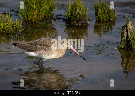 Uferschnepfe auf der Suche nach Nahrung in einem North Norfolk saltmarsh Stockfoto