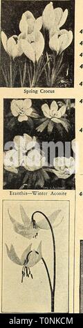 Dreer ist Herbst 1945 Pflanzung guide Stockfoto