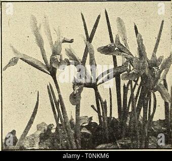 Dreer ist Herbst 1945 Pflanzung guide Stockfoto