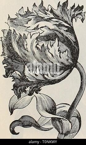 Dreer's 1897 Herbst Katalog Dreer's 1897 Herbst Katalog: Blumenzwiebeln, Pflanzen, Samen & c dreers Herbst 1897 1897 henr Jahr: 1897 Doppelzimmer Tulip, Tournesol. Papagei oder DRAGON TULPEN. Sehr große Blüten von Singular und malerischen Formen und brillante Farben, sehr schön und interessant. Die Blütenblätter sind Gefranst neugierig oder Ausschneiden. Sie bilden extravagant auffällige Blumenbeeten, sind der unendlichen Vielfalt von Form und Farbe, und sollte in jeder Blume Garten in Mengen angebaut werden. Monstre Cramoisie. Sehr großen, tiefen Purpurrot, mit großen schwarzen, sternförmige Zentrum; Blüte und Glühlampen größer als andere Arten, und sicher Stockfoto