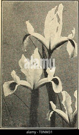 Dreer ist Herbst einpflanzen Leitfaden für Herbst einpflanzen Dreer's Guide für 1943 dreersautumnplan 1943 henr Jahr: 1943 Glorreiche bauchigen IRIS Diese Hardy muss Iris im Herbst Dutch Iris^ Larg gepflanzt werden, e-blühenden frühen Xiphium. Â ¢ eine wunderbare Art der Hardy bauchigen Iris geben einen herrlichen Anzeige der auffälligen großen Blüten kurz nach dem Häuschentulpen finisbed haben blühen. Sie sind die frühesten der Hardy bauchigen Iris und abJMJt fiov ^er zwei Wochen vor der spanischen Sorten. 40-195 Mischung aus niederländischer Iris 12 Dutch Iris 40-470 Adrian Backer. Anmutige, wohlgeformten Blüten der guten Sub-Haltung und ein Stockfoto