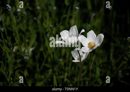 Die weißen Blüten der Anemone (Anemone sylvestris) auf der Wiese, Moskau, Russland Stockfoto