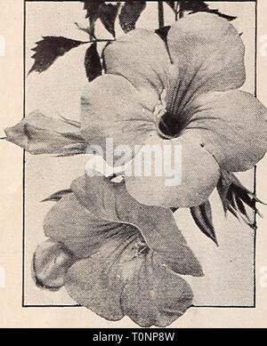 Dreer ist Herbst einpflanzen Leitfaden für Herbst einpflanzen Dreer's Guide für 1940 dreersautumnplan 1940 henr Jahr: 1940 HARDY KLETTERPFLANZEN Bignonia radicans, ^ il Q/J Mme. Gallen ▼ liwW Stockfoto