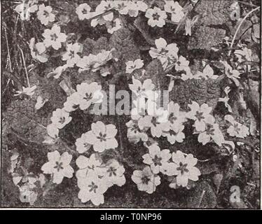 Dreer, Lampen, Pflanzen, Rosen, Sträucher, Stockfoto