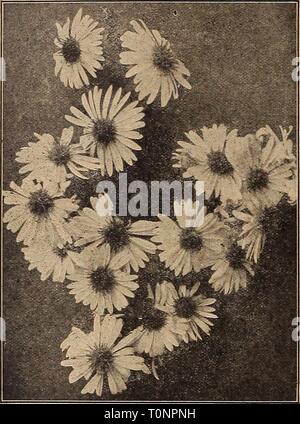 Dreer ist Herbst Katalog 1919 (1919) Dreer ist Herbst Katalog 1919 dreersautumncata 1919 henr Jahr: 1919 Fett, l-FI. OWERING HARDY ASTERS (michaelmas Deusies oder Starworts) Diese gehören zu den auffälligsten unserer späten - blühende winterharte Pflanzen, geben eine Fülle von Bloom im September und Oktober, eine Jahreszeit, wenn die meisten anderen hardy Blumen sind Vergangenheit, und für den besten Effekt sollte in Massen von einer Farbe, Chapmani gepflanzt werden. Sprays von Licht aeschynanthus-blau; 4 bis 5 Fuß. Formosissimus. Helles Violett; 3 Füße. Laevis Floribunda. Licht Heliotrop; 4 Füße. Novse angliee. Helles violett-Purpur; 4 Füße. Lil Fardell. Stockfoto