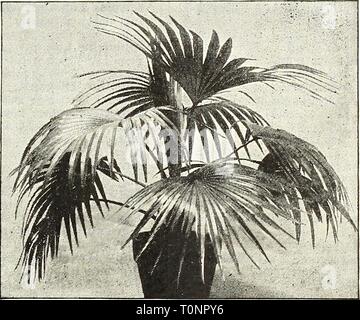 Dreer ist Herbst 1902 Katalog (1902) Dreer ist Herbst 1902 Katalog dreersautumn 19021902 henr Jahr: 1902 Kentia Belmoreana. Latania Borbonica. (Chinese Fan Palm.) Diese beliebte Sorte ist zu gut bekannte Beschreibung zu verlangen. Töpfe. Verlässt. Hoch. Jede. 3-In. '4 zu 5 12. $ 0 25 4 5 6 15'50 5'15 6'75 6'6 20'1 00'7 6 bis 7 24 2 50 8 7 8 30'5 00 Stockfoto