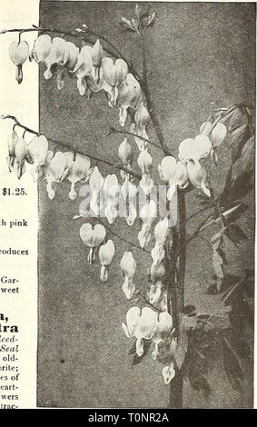 Dreer ist Herbst Katalog 1922 (1922) Dreer ist Herbst Katalog 1922 dreersautumncata 1922 henr Jahr: 1922 DiELYTRA SpECTABiLrs (blutende Herz) Rittersporn Belladonna (Everblooming Hardy Larkspur) HINWEIS ----- AI 1 Knollen, Wurzeln und Pflanzen, die von Express, Käufer zahlt Gebühren weitergeleitet werden. Wenn per Paketdienst wollte hinzufügen 10 Prozent, o Talue um Punkte östlich des Mississippi River, und 20 Prozent, um Punkte zu westlich des Mississippi River. Stockfoto