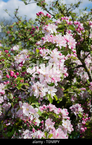 Spring Blossom auf Malus Domestica Sonnenuntergang in einem Englischen Garten im Mai Stockfoto