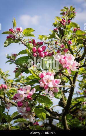 Spring Blossom auf Malus Domestica Sonnenuntergang in einem Englischen Garten im Mai Stockfoto