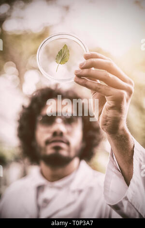 Männliche Wissenschaftler untersuchen Blatt auf Petrischale im Gewächshaus Stockfoto