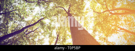 Niedrigen Winkel Blick auf hohen Bäumen Stockfoto