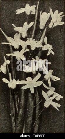 Dreer ist Herbst Katalog 1913 (1913) Dreer ist Herbst Katalog 1913 dreersautumncata 1913 henr Jahr: 1913 Stockfoto