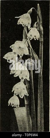 Dreer ist Herbst Katalog 1927 (1927) Dreer ist Herbst Katalog 1927 dreersautumncata 1927 henr Jahr: 1927 Die gefeierte Horikiri Iris Flower Garden, Tokio. Japan. Japanische Iris (ins Kaempfen) Die verbesserte Formen dieser schönen Blume im gleichen Rang wie die Hardy Phloxes populariy und Pfingstrosen gesetzt haben. In Blüte etwa Mitte Juni, und Con- tinuing Für 3 bis 4 Wochen werden Sie in einer Zeit, in der die Blumen dieser attraktiven Art sind besonders willkommen. Gelingt es in fast jedem Boden und Lage, aber wie reichen Boden und viel Wasser, wenn Sie bilden Ihre Knospen und Stockfoto