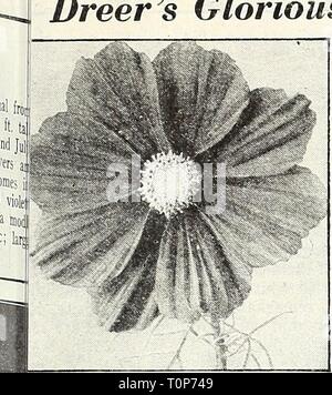 Dreer's 1948 - Unsere 110 Dreer's 1948 - Unsere 110 Jahr dreers 1948 unser Jahr: 1948 1101948 henr Dreer ^s Glorreichen KW Kosmos Dazzler Cosmos® Ixtra-Early Riesen Sensation Die frühesten des Kosmos blühenden veral Wochen vor allen anderen. Hat; uly herrliche Blüten von außergewöhnlichen ize und künstlerischen gut abgerundete Form. Ein ost herausragende neue Art. 3 bis 4 ft. Ich 037 Crimson. Eine sehr reiche Farbe. | 046 Dazzler. Die gut-gebildet, breit-blättrige Blüten sind ein ap-Läuten tief Amaranth crimson. 038 Pinkie. Eine herrliche Hellrosa. 039 Reinheit. Exquisite weiße Blüten. Alle oben genannten Optionen: Pkt. iSc; große pkt. 30 c;^oz. Stockfoto