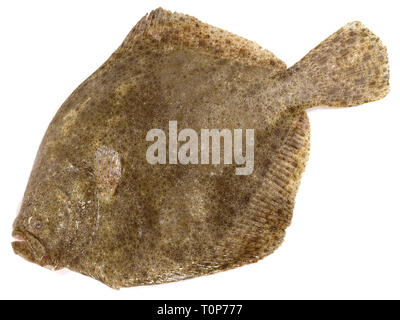 Steinbutt - Fische Plattfische auf weißem Hintergrund Stockfoto