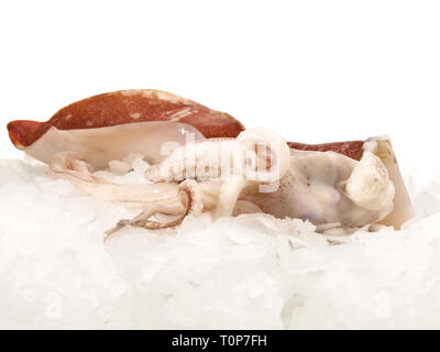Oktopus auf Eis Stockfoto