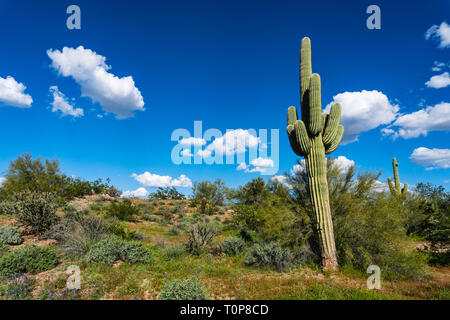 Riesiger Saguaro Kaktus in einer Wüstenlandschaft mit blauem Himmel in Phoenix, Arizona Stockfoto