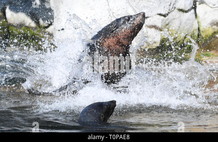 21. März 2019, Hessen, Frankfurt/Main: Zwei Dichtungen spielen im Wasser in ihrem Gehege im Zoo Frankfurt. Foto: Arne Dedert/dpa Stockfoto