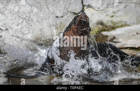 21. März 2019, Hessen, Frankfurt/Main: eine Dichtung springt ins Wasser am Frankfurter Zoo. Foto: Arne Dedert/dpa Stockfoto