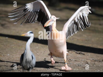 21. März 2019, Hessen, Frankfurt/Main: ein rosa Pelikan (r) in Richtung ein Reiher in einem Gehege im Zoo Frankfurt watschelt. Foto: Arne Dedert/dpa Stockfoto