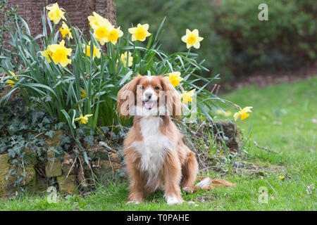 Gravesend, Kent, Vereinigtes Königreich. 21. März, 2019. Cockapoo Pip stellt neben einigen Frühling Narzissen in einem Park in Gravesend, Kent. Rob Powell/Alamy leben Nachrichten Stockfoto